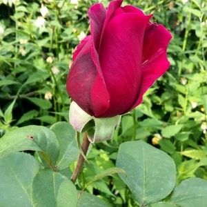 Meet your Posher, Alexander